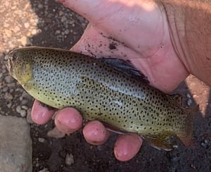 Apache Trout in Greer, Arizona